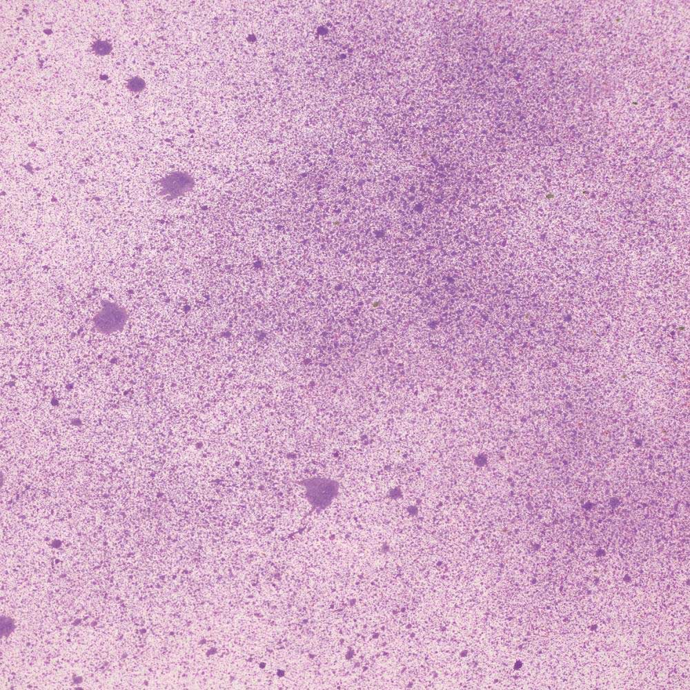 Cosmic Shimmer / Sam Poole Botanical Spray - Purple Anemone - Image 2