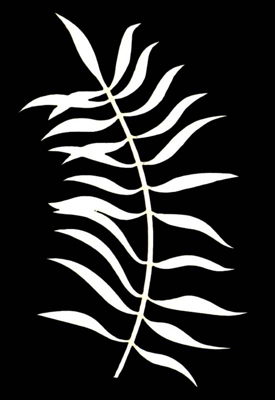 Joggles Watercolor Frond #14 [52538]