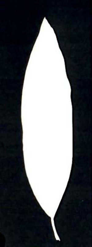 Joggles Watercolor Leaf #1 [52376]