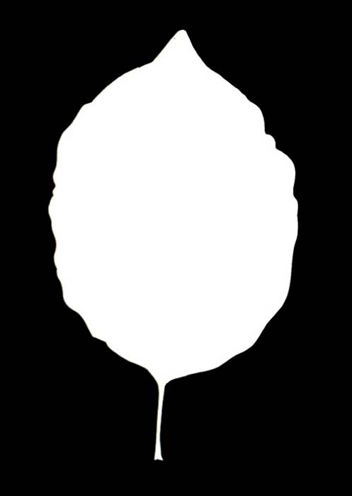 Joggles Watercolor Leaf #9 [52545]