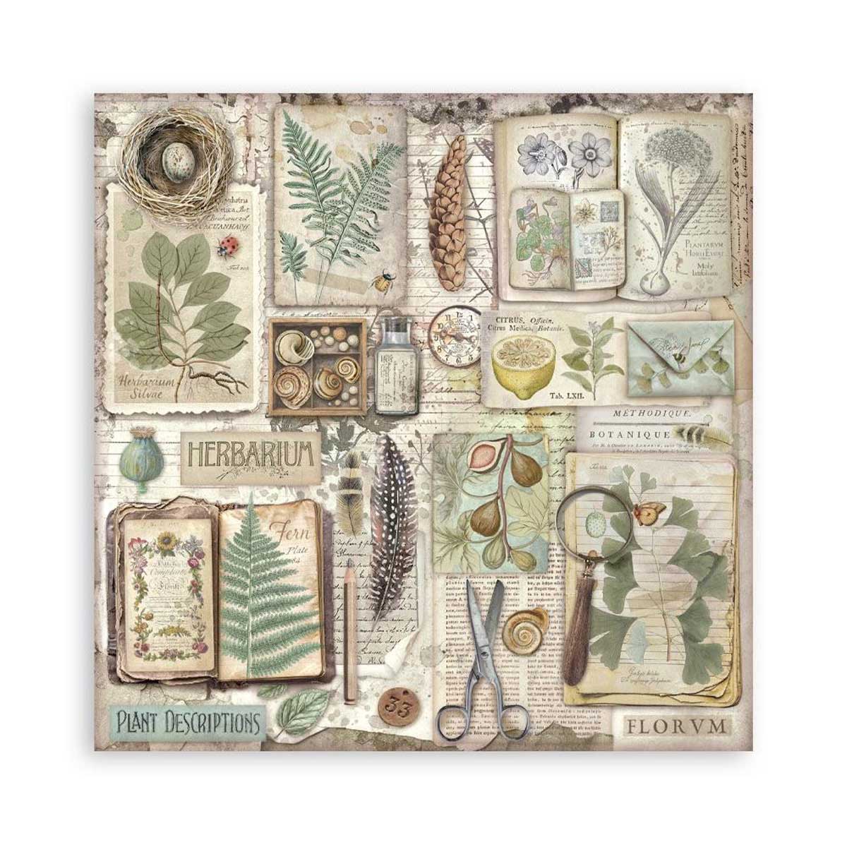 Stamperia Herbarium Silvae Collection - 12" x 12" Maxi Paper Pad [SBBXLB32] - Image 12