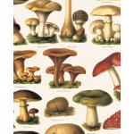 Grafiche Tassotti A4 Paper - Funghi [1616]