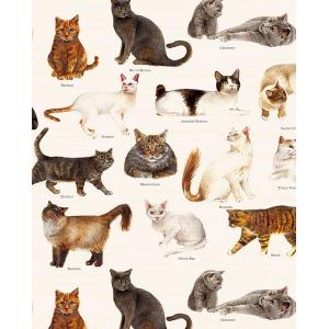 Grafiche Tassotti A4 Paper - Gatti [1700]