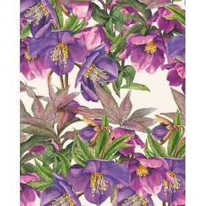Grafiche Tassotti A4 Paper - Helleboro Blu [205]