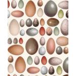 Grafiche Tassotti A4 Paper - Uova [1780]