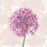 IHR Cocktail Napkins - Allium, Cream [C1101360]