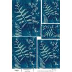 Joggles / Caroline Duncan A4 Rice Paper - Cyanotype #2 - Beauties [74761]