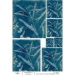 Joggles / Caroline Duncan A4 Rice Paper - Cyanotype #2 - Spring Sprouts [74768]