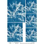 Joggles / Caroline Duncan A4 Rice Paper - Cyanotypes #3 - Beach Wildflower [74776]
