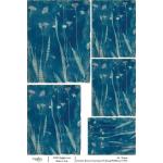 Joggles / Caroline Duncan A4 Rice Paper - Cyanotypes #3 - Spring Wildflowers [74784]