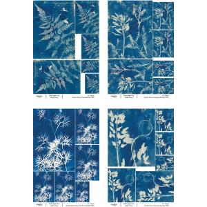 Joggles / Caroline Duncan A4 Rice Paper - Cyanotypes Set Of 4 - April 2024