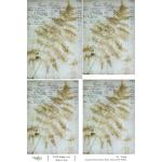 Joggles / Caroline Duncan A4 Rice Paper - Eco Print 2 - Year 1907 [52234]