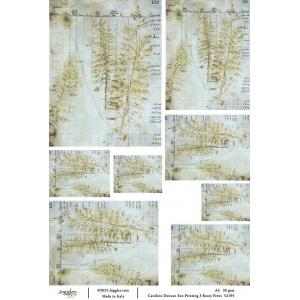 Joggles / Caroline Duncan A4 Rice Paper - Eco Print - 3 Rusty Ferns [52195]