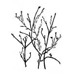 Joggles / Caroline Duncan Stencil - Woodland - Branches [75192]
