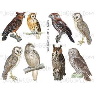 Joggles Collage Sheets - Owls #2 [JG401288]