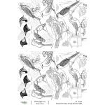 Joggles / Elizabeth St Hilaire A4 Rice Paper - Vintage Birds #2 [74930]