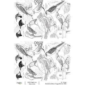Joggles / Elizabeth St Hilaire A4 Rice Paper - Vintage Birds #2 [74930]
