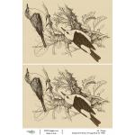 Joggles / Elizabeth St Hilaire A4 Rice Paper - Vintage Birds #3 [74931]