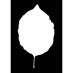 Joggles Watercolor Leaf #9 [52545]