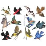 Joggles Collage Sheets - The Birds [JG401001]