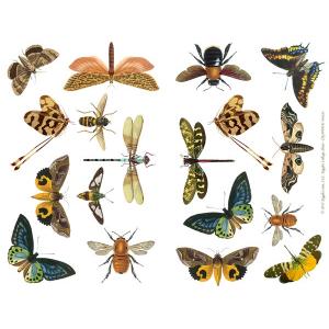 Joggles Collage Sheets - Insects [JG401019]