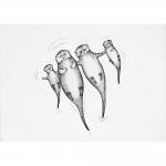Ligarti Postcards - The Otters - ON SALE!