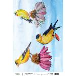 Joggles / Elizabeth St Hilaire A4 Rice Paper - Birds & Blooms - Finches [74550]