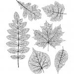 Stampers Anonymous/Tim Holtz Unmounted Rubber Stamps - [CMS376] Pressed Foliage