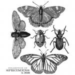 Stampers Anonymous/Tim Holtz Unmounted Rubber Stamps - [CMS410] Specimen