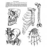 Stampers Anonymous/Tim Holtz Unmounted Rubber Stamps - [CMS411] Anatomy Chart