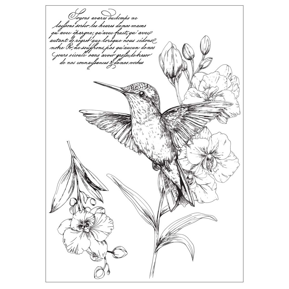 Willow Wolfe / Sizzix Stencils & Stamps - Hummingbird & Orchids [667125] - Image 2